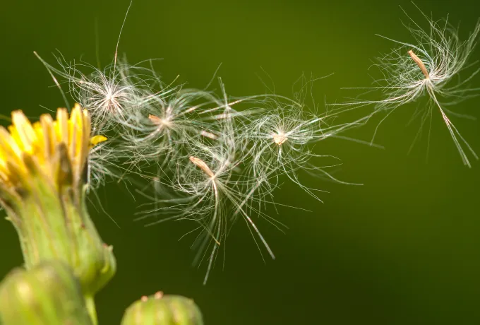 Håll ditt hem rent från pollen!