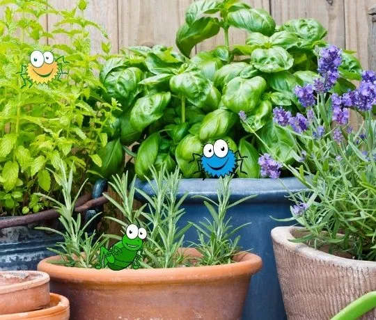 Varför angrips mina krukväxter av ohyra?